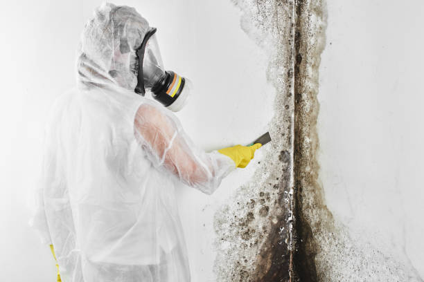 Attic Mold Removal in Bernardsville, NJ