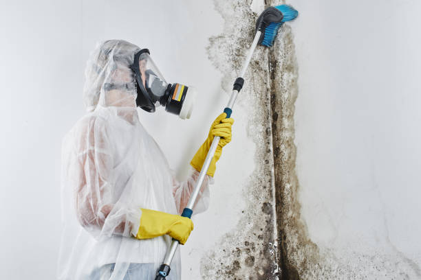 Best Toxic Mold Removal  in Bernardsville, NJ