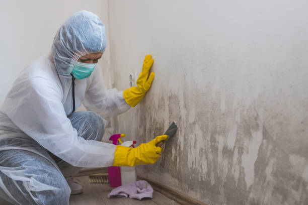 Best Emergency Mold Removal  in Bernardsville, NJ
