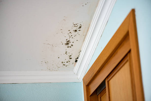 Best Mold Damage Repair  in Bernardsville, NJ