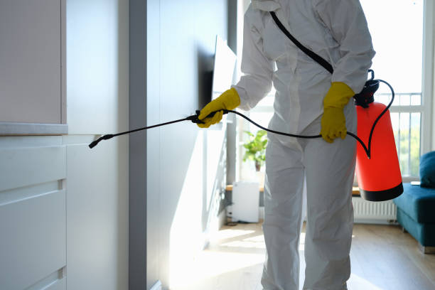 Reliable Bernardsville, NJ Mold Removal Solutions