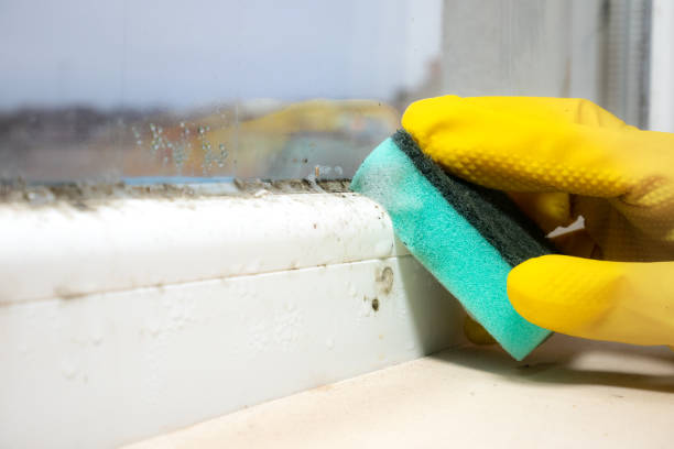 Best Emergency Mold Removal  in Bernardsville, NJ