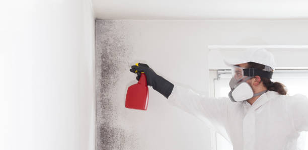 Best Mold Removal Company Near Me  in Bernardsville, NJ