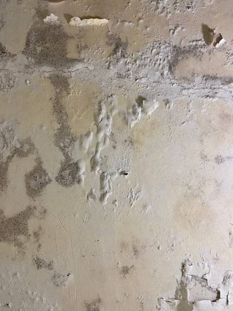 Best Fast Mold Removal  in Bernardsville, NJ