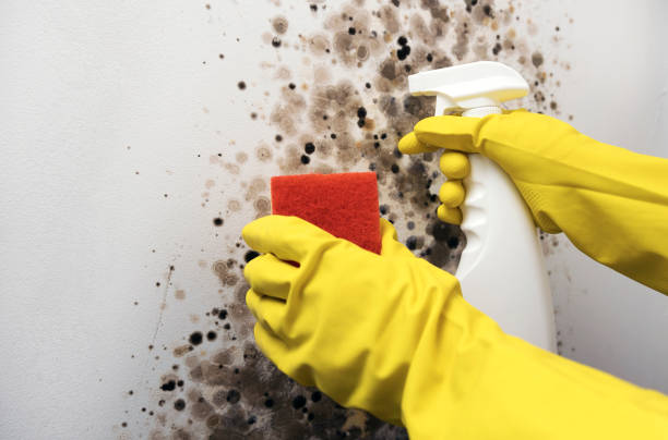 Best Crawl Space Mold Removal  in Bernardsville, NJ