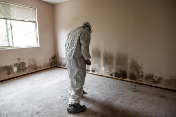Best Black Mold Removal  in Bernardsville, NJ