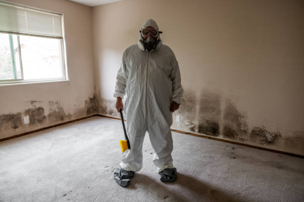 Best Affordable Mold Removal  in Bernardsville, NJ