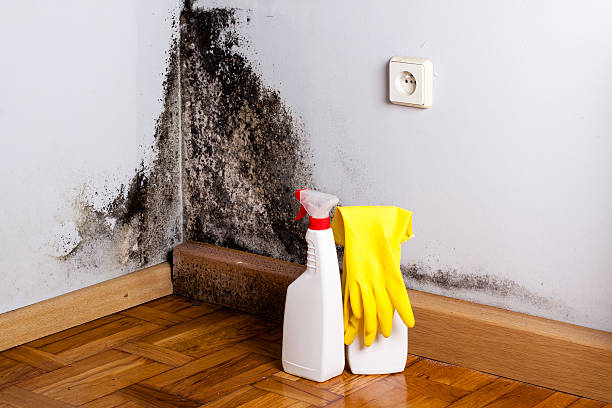 Best Attic Mold Removal  in Bernardsville, NJ