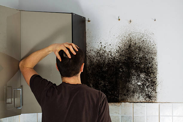 Best Professional Mold Removal  in Bernardsville, NJ
