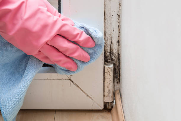 Best Mold Cleaning Services  in Bernardsville, NJ